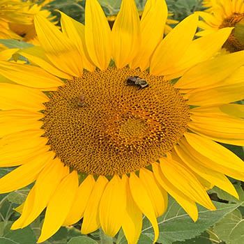 Sunflower with Bees 