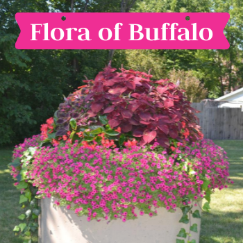 Flora Spotlight