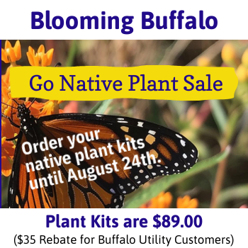 Blooming Buffalo - Spotlight